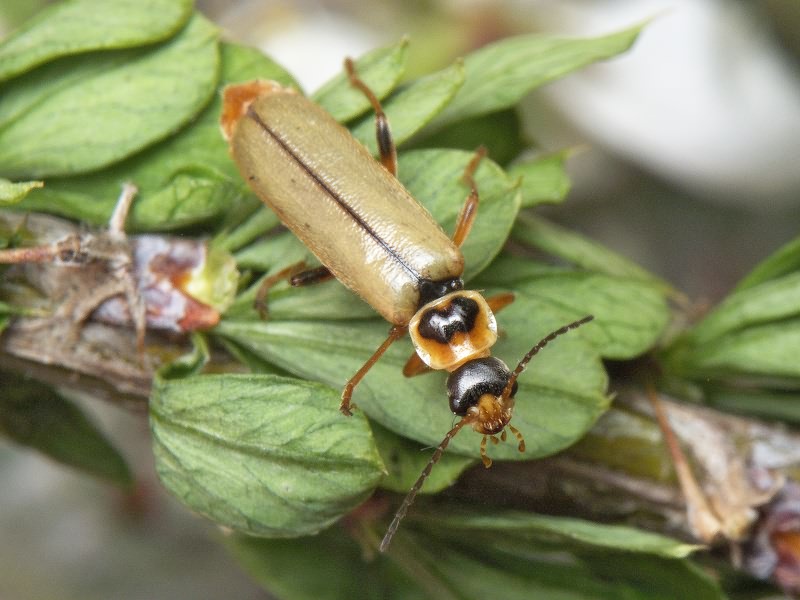 Metacantharis clypeata (Illiger, 1798)